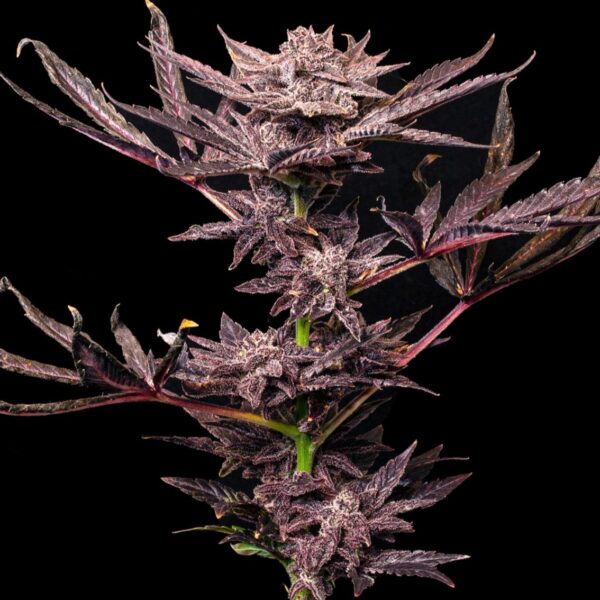 cannabinologyblueberryMAC1_edited.jpg