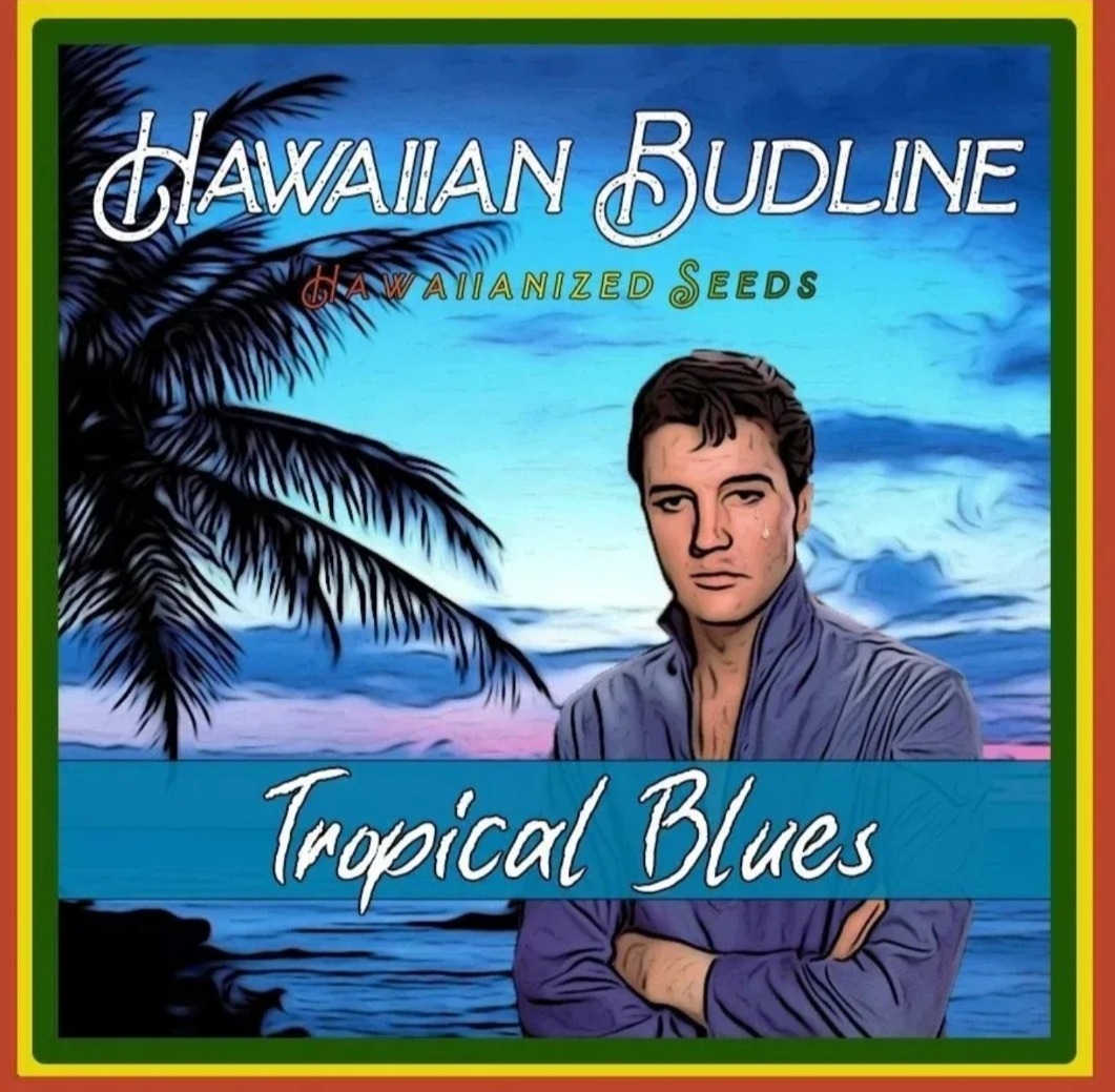 hawaiianbudlinetropicalblues_edited.jpg