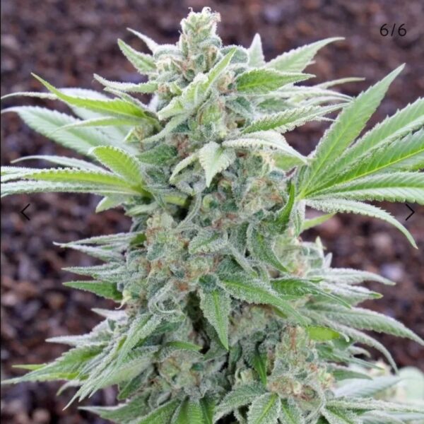 hawaiianbudlinetropicalblues1_edited.jpg