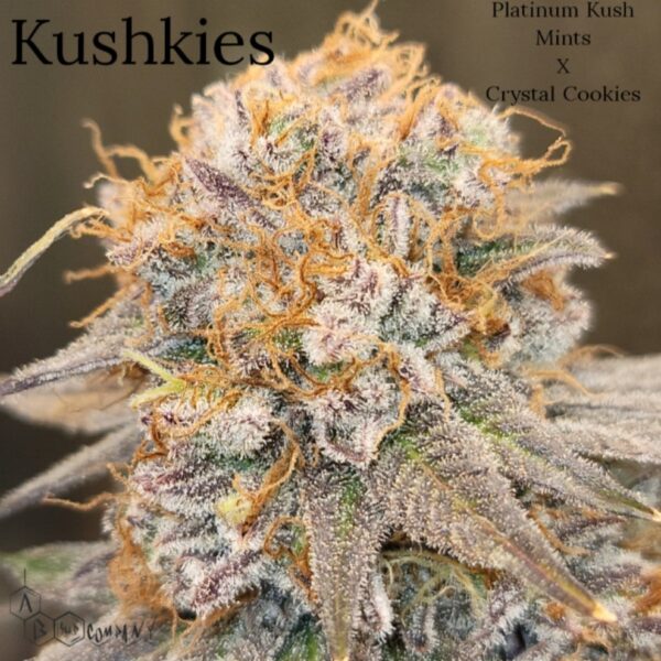 abseedcokushkies1_edited.jpg