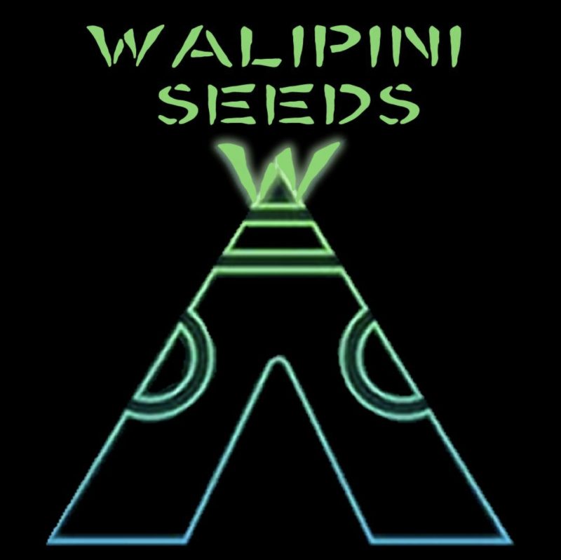 WALIPINI SEEDS - GLUE PROM