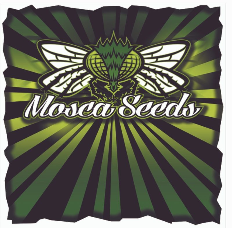 MOSCA SEEDS - ZLIME RAZZLE (PRESALE)(SHIPS @ 3.14.25)