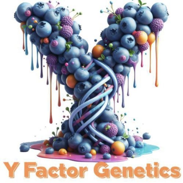 Y FACTOR GENETICS - Y BERRY YUM YUM