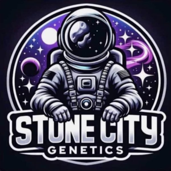 STONE CITY GENETICS - CEREAL MILK X (LONDON POUND CAKE X GUSHERS)