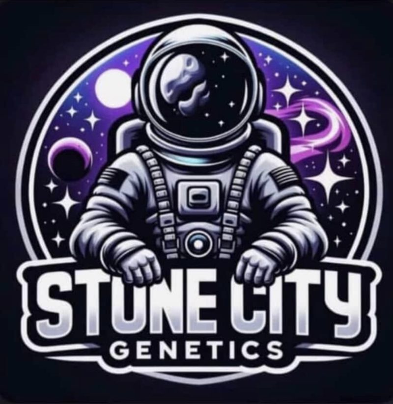 STONE CITY GENETICS - STINKY F2 X (LONDON POUND CAKE X GUSHERS)